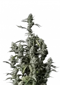 Fast Buds Gorilla Zkittlez AUTO - 3 automated seeds