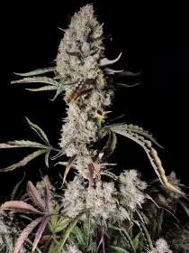 Fast Buds Gorilla Zkittlez AUTO - 3 automated seeds