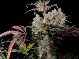 Fast Buds Gorilla Zkittlez AUTO - 3 autoflowering Samen