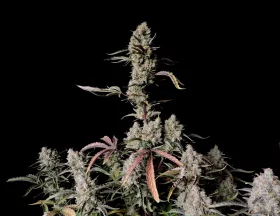 Fast Buds Gorilla Zkittlez AUTO - 3 autoflowering Samen