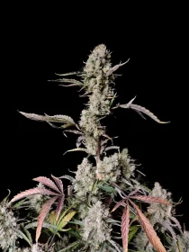 Fast Buds Gorilla Zkittlez AUTO - 3 autoflowering Samen