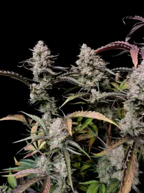 Fast Buds Gorilla Zkittlez AUTO - 3 autoflowering Samen