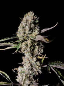 Fast Buds Gorilla Zkittlez AUTO - 3 automatisierte Samen