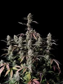 Fast Buds Gorilla Zkittlez AUTO - 3 automatisierte Samen