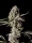 Fast Buds Gorilla Zkittlez AUTO - 3 autoflowering Samen