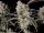 Fast Buds Gorilla Zkittlez AUTO - 3 autoflowering Samen