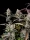 Fast Buds Gorilla Zkittlez AUTO - 3 autoflowering Samen