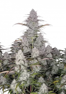 Fast Buds Green Crack AUTO - 3 autoflowering Samen