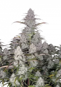 Fast Buds Green Crack AUTO - 3 automated seeds