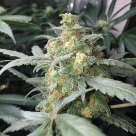 Fast Buds Green Crack AUTO - 3 autoflowering Samen