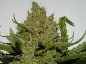 Fast Buds Green Crack AUTO - 3 autoflowering Samen