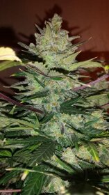 Fast Buds Green Crack AUTO - 3 autoflowering Samen