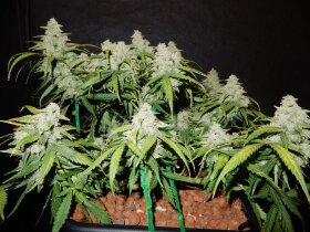 Fast Buds Green Crack AUTO - 3 autoflowering Samen