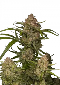 Fast Buds Guava AUTO - 3 autoflowering Samen