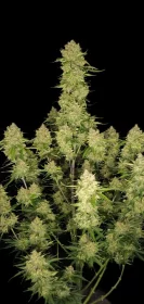 Fast Buds Guava AUTO - 3 autoflowering Samen