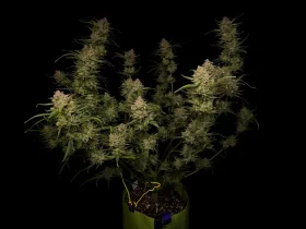 Fast Buds Guava AUTO - 3 autoflowering Samen