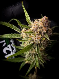 Fast Buds Guava AUTO - 3 automatisierte Samen