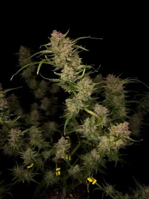 Fast Buds Guava AUTO - 3 automatisierte Samen