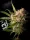 Fast Buds Guava AUTO - 3 autoflowering Samen