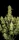 Fast Buds Guava AUTO - 3 autoflowering Samen