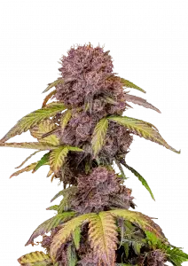 Fast Buds Lemon Cherry Cookies AUTO - 3 autoflowering Samen