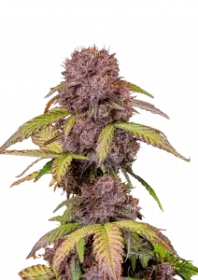 Fast Buds Lemon Cherry Cookies AUTO - 3 autoflowering Samen