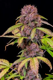 Fast Buds Lemon Cherry Cookies AUTO - 3 automated seeds