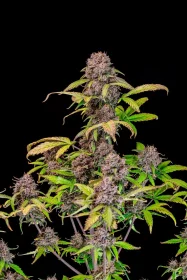 Fast Buds Lemon Cherry Cookies AUTO - 3 autoflowering Samen