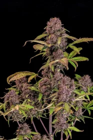 Fast Buds Lemon Cherry Cookies AUTO - 3 automatisierte Samen