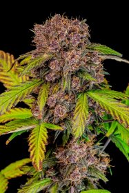 Fast Buds Lemon Cherry Cookies AUTO - 3 automatisierte Samen