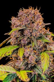 Fast Buds Lemon Cherry Cookies AUTO - 3 automatisierte Samen