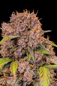 Fast Buds Lemon Cherry Cookies AUTO - 3 automatisierte Samen