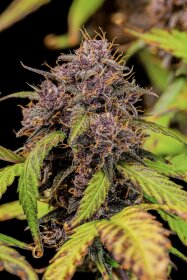 Fast Buds Lemon Cherry Cookies AUTO - 3 automatisierte Samen