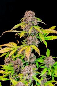 Fast Buds Lemon Cherry Cookies AUTO - 3 automatisierte Samen