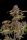 Fast Buds Lemon Cherry Cookies AUTO - 3 autoflowering Samen