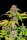 Fast Buds Lemon Cherry Cookies AUTO - 3 autoflowering Samen