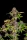 Fast Buds Lemon Cherry Cookies AUTO - 3 autoflowering Samen