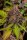 Fast Buds Lemon Cherry Cookies AUTO - 3 automatisierte Samen