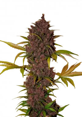 Fast Buds LSD-25 AUTO - 3 autoflowering Samen