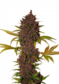 Fast Buds LSD-25 AUTO - 3 autoflowering Samen