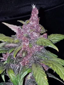 Fast Buds LSD-25 AUTO - 3 automated seeds