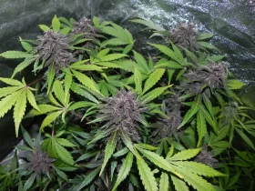 Fast Buds LSD-25 AUTO - 3 autoflowering Samen