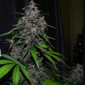 Fast Buds LSD-25 AUTO - 3 automatisierte Samen