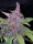 Fast Buds LSD-25 AUTO - 3 autoflowering Samen