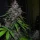 Fast Buds LSD-25 AUTO - 3 autoflowering Samen