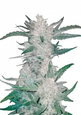 Fast Buds Mexican Airlines AUTO - 3 autoflowering Samen