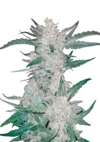 Fast Buds Mexican Airlines AUTO - 3 automated seeds