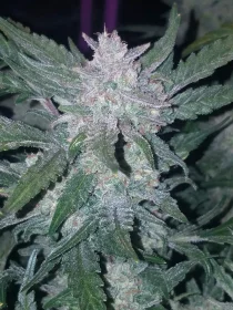 Fast Buds Mexican Airlines AUTO - 3 autoflowering Samen