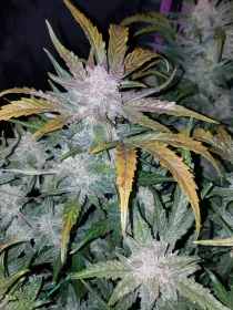 Fast Buds Mexican Airlines AUTO - 3 autoflowering Samen