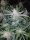 Fast Buds Mexican Airlines AUTO - 3 autoflowering Samen